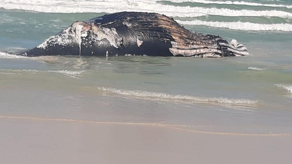 14-metre humpback whale taken to Vissershoek landfill - Radio 786