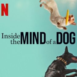 Mind of a dog